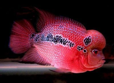 龍魚魚缸配魚:如何選擇龍魚魚缸配魚 龍魚百科 第1張 龍魚魚缸配魚:如何選擇龍魚魚缸配魚 龍魚魚缸配魚:如何選擇龍魚魚缸配魚 龍魚百科 第1張