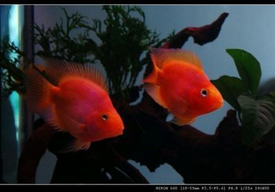 龍魚魚缸配魚：如何選擇龍魚魚缸配魚 龍魚魚缸配魚：如何選擇龍魚魚缸配魚 龍魚百科 第2張
