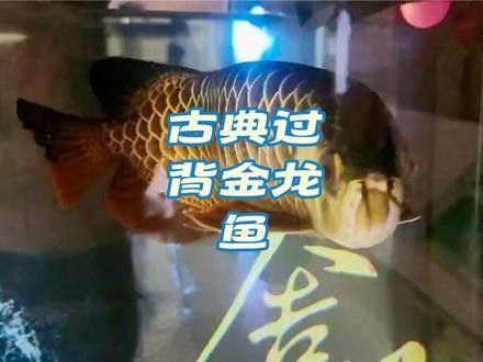 高背金龍魚視頻大全集免費觀看 高背金龍魚視頻大全集免費觀看 龍魚百科 第3張