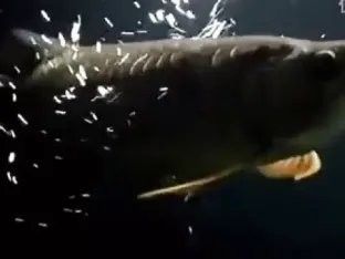 高背金龍魚視頻大全集免費觀看 高背金龍魚視頻大全集免費觀看 龍魚百科 第2張