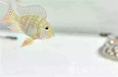 龍魚和元寶鳳凰混養好嗎：龍魚和元寶鳳凰混養可以帶來美觀和和諧的效果但需要注意一些細節