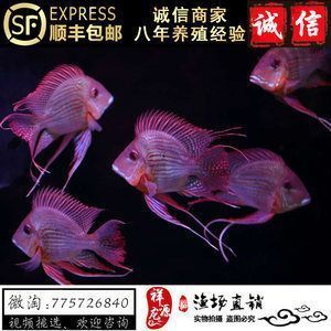 龍魚和元寶鳳凰混養好嗎：龍魚和元寶鳳凰混養可以帶來美觀和和諧的效果但需要注意一些細節 龍魚和元寶鳳凰混養好嗎：龍魚和元寶鳳凰混養可以帶來美觀和和諧的效果但需要注意一些細節 龍魚百科 第4張