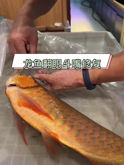 如何給龍魚做手術圖片大全