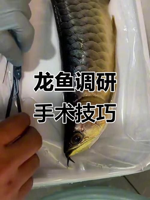 如何給龍魚做手術圖片大全