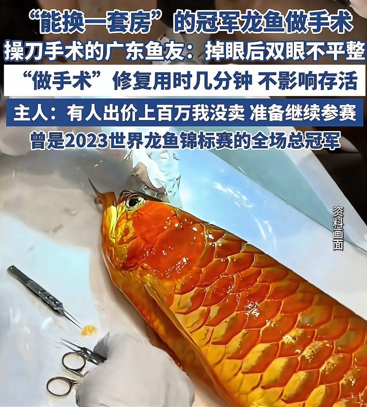 如何給龍魚做手術圖片大全