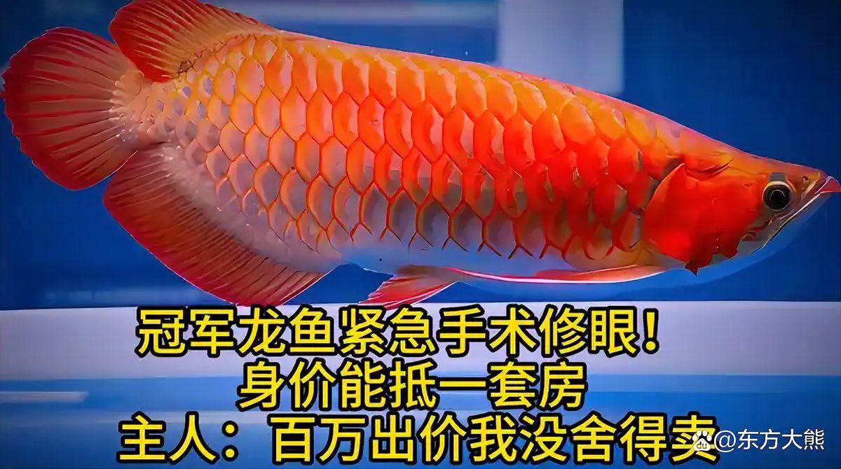 如何給龍魚做手術圖片大全