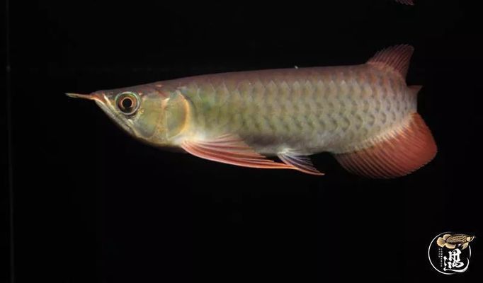 龍魚吐了胃袋他還想吃東西正常嗎為什么（龍魚吐了胃袋后仍想吃東西，養魚者應該謹慎對待，謹慎對待）