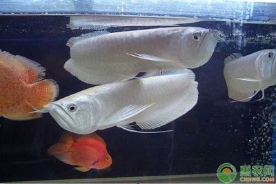 龍魚和什么魚搭配顯得高檔一點(diǎn)（如何選擇龍魚？） 龍魚和什么魚搭配顯得高檔一點(diǎn)（如何選擇龍魚？） 龍魚百科 第3張