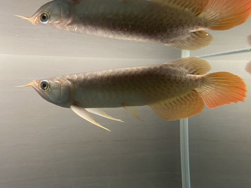 銀板魚會攻擊龍魚么(銀板魚和龍魚可以混養嗎) 龍魚百科 第1張 銀板魚會攻擊龍魚么(銀板魚和龍魚可以混養嗎) 銀板魚會攻擊龍魚么(銀板魚和龍魚可以混養嗎) 龍魚百科 第1張