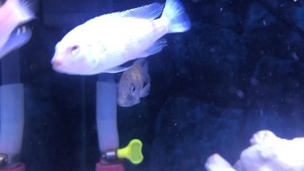 銀板魚會攻擊龍魚么(銀板魚和龍魚可以混養嗎) 龍魚百科 第5張 銀板魚會攻擊龍魚么(銀板魚和龍魚可以混養嗎) 銀板魚會攻擊龍魚么(銀板魚和龍魚可以混養嗎) 龍魚百科 第5張