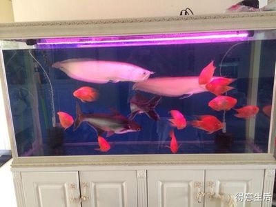 60公分的龍魚(yú)需要多大的缸（60公分的龍魚(yú)，理想的魚(yú)缸尺寸應(yīng)該是長(zhǎng)度至少為魚(yú)身長(zhǎng)度的三倍）