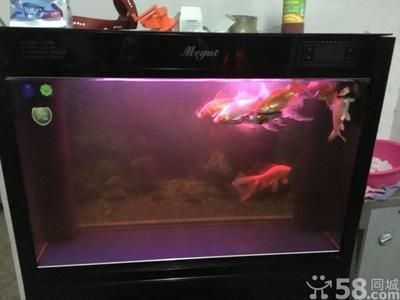 60公分的龍魚(yú)需要多大的缸（60公分的龍魚(yú)，理想的魚(yú)缸尺寸應(yīng)該是長(zhǎng)度至少為魚(yú)身長(zhǎng)度的三倍）