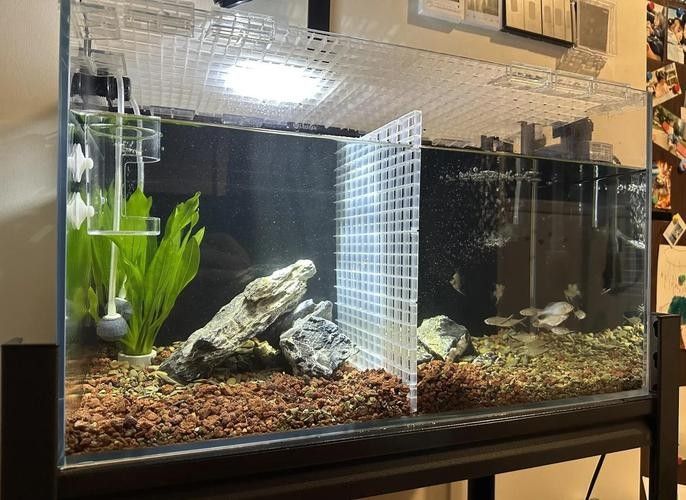 雷龍魚混養需要注意什么？