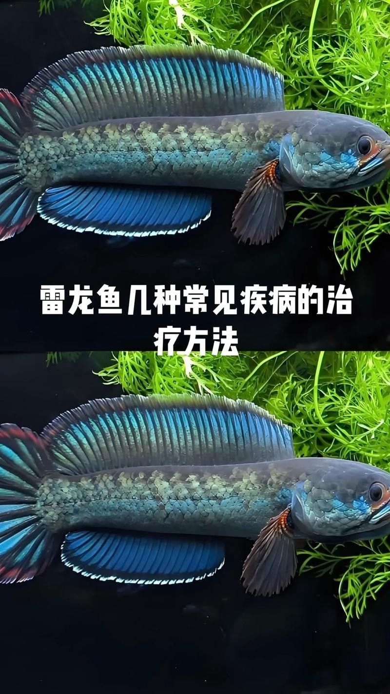 雷龍魚混養需要注意什么？