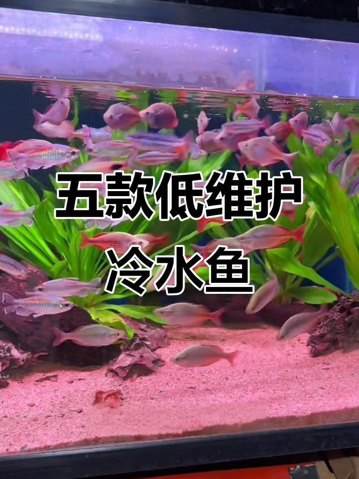 十大養(yǎng)不死的淡水魚