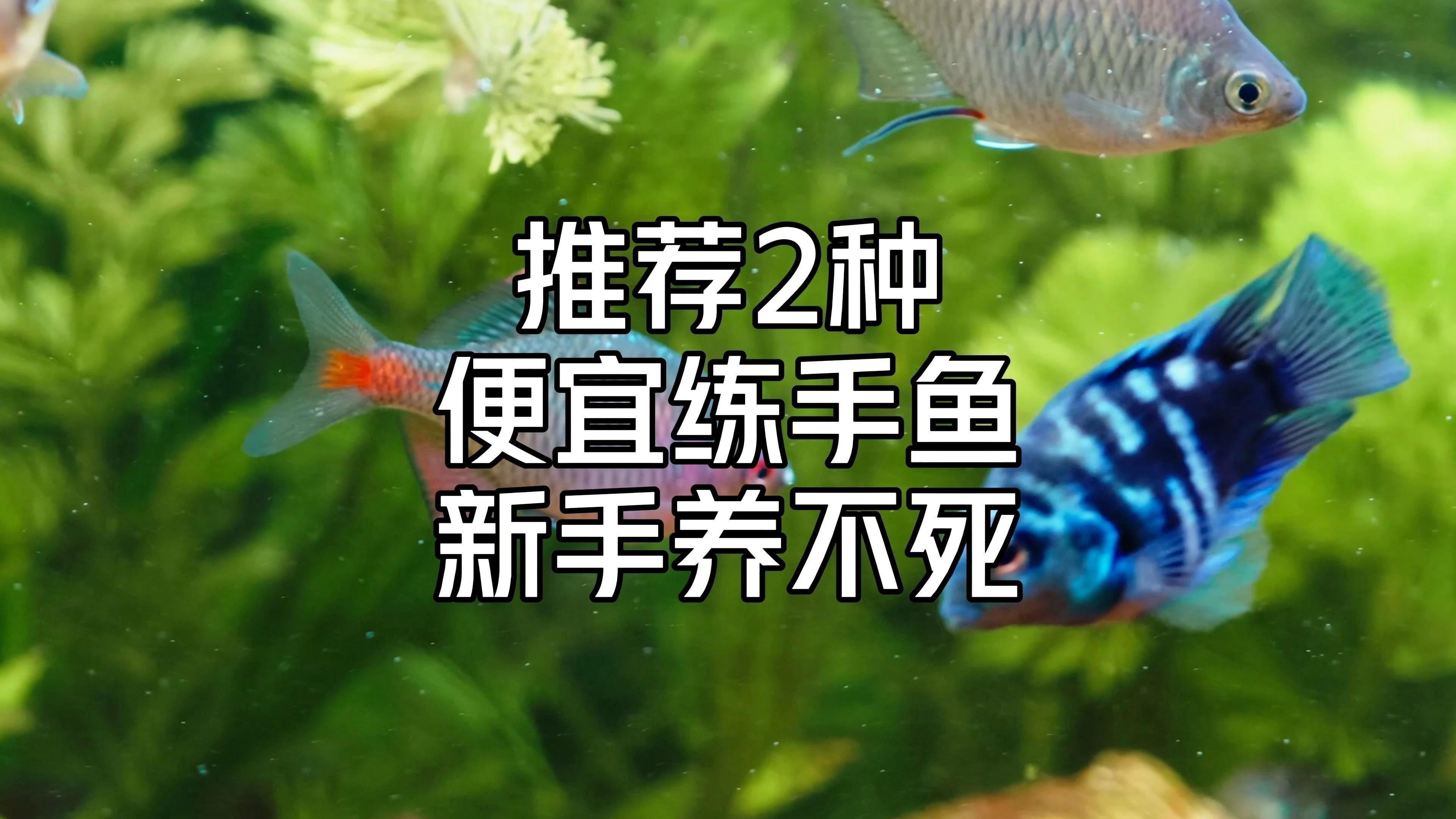 十大養(yǎng)不死的淡水魚