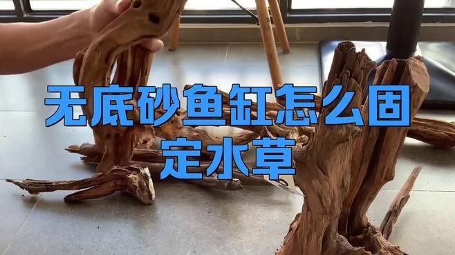 固定水草時需要注意哪些事項？ 固定水草時需要注意哪些事項？ 龍魚百科 第2張