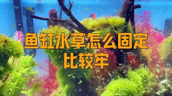固定水草時需要注意哪些事項？ 固定水草時需要注意哪些事項？ 龍魚百科 第4張