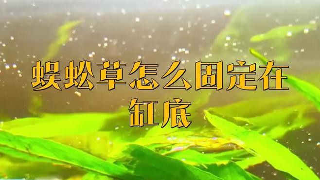 固定水草時需要注意哪些事項？ 固定水草時需要注意哪些事項？ 龍魚百科 第3張