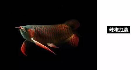 廣州龍魚市場營業時間（廣州龍魚市場特色商品介紹,廣州龍魚市場節假日營業安排）