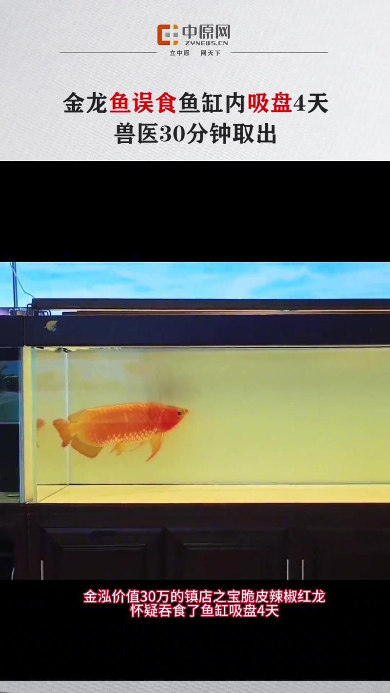 哪里可以找到專業的金龍魚手術醫師？ 哪里可以找到專業的金龍魚手術醫師？ 龍魚百科 第4張