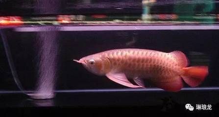 龍魚的價格受到多種因素的影響：收購龍魚可以通過多種方式進行多種方式進行收購