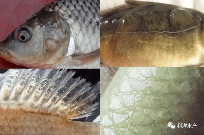 銀龍魚身上起白泡怎么辦圖片