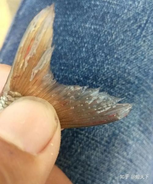 銀龍魚身上起白泡怎么辦圖片