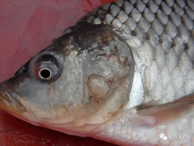 銀龍魚身上起白泡怎么辦圖片