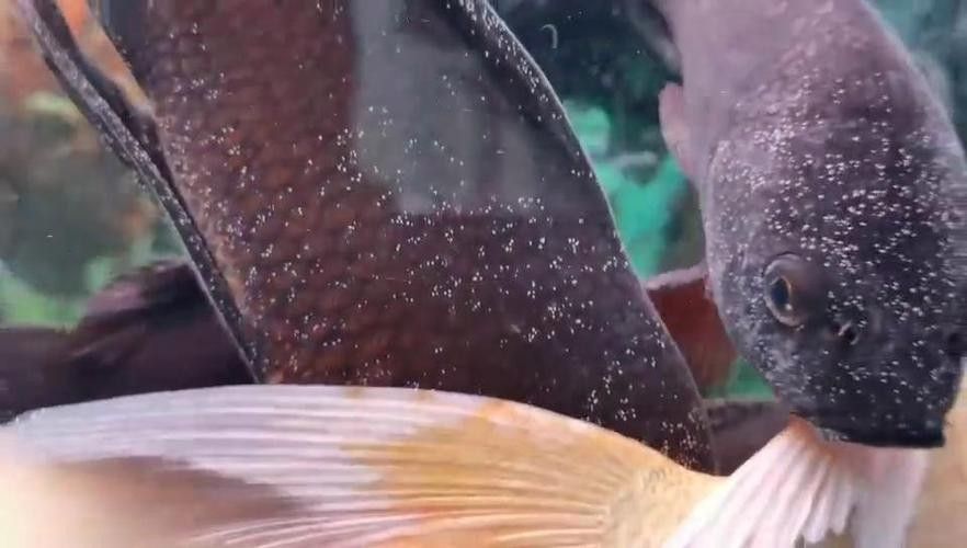 銀龍魚身上起白泡怎么辦圖片