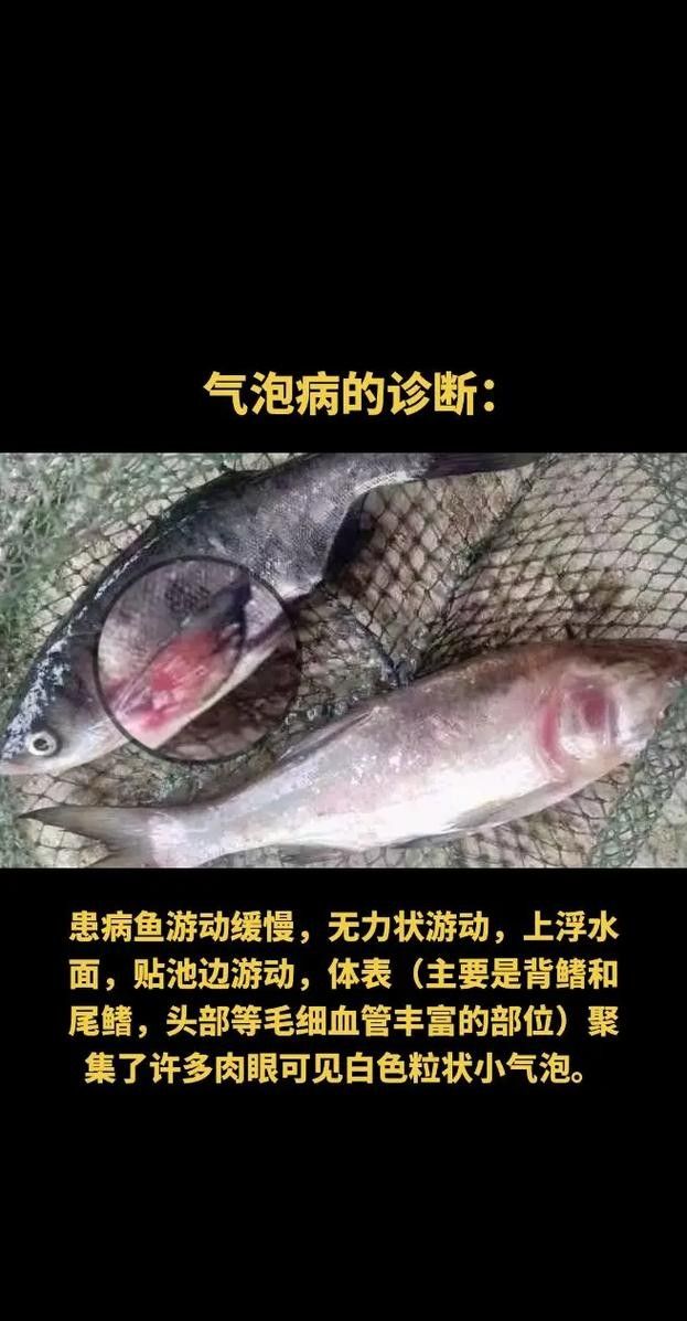 銀龍魚身上起白泡怎么辦圖片