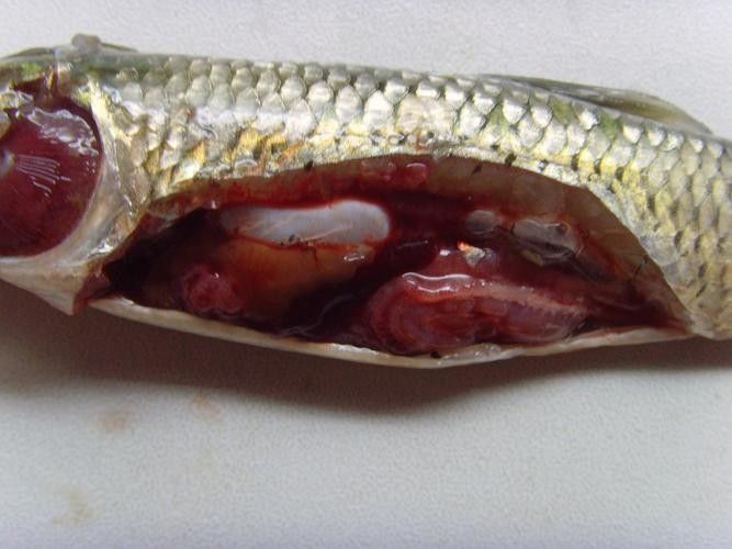 銀龍魚身上起白泡怎么辦圖片