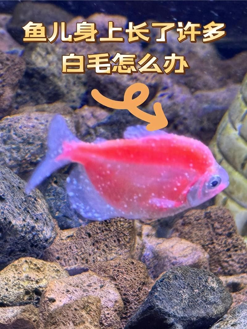 銀龍魚身上起白泡怎么辦圖片