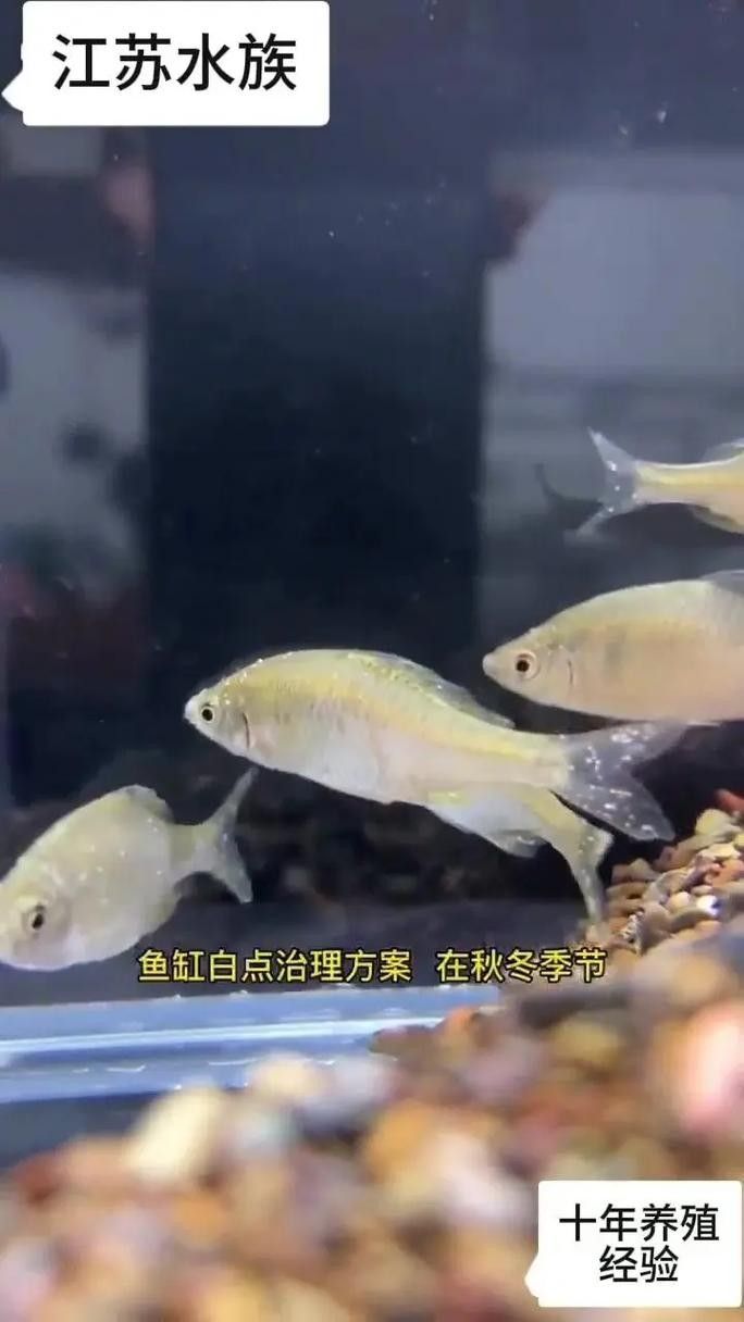 銀龍魚身上起白泡怎么辦圖片