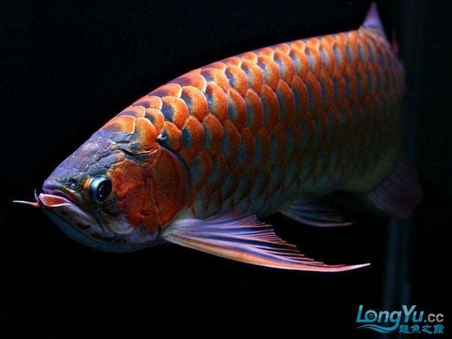 頂級紅龍魚（2018國際頂級紅龍魚冠軍賽現場搜狐現場搜狐）