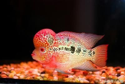 養(yǎng)龍魚的成本是多少：養(yǎng)龍魚的成本主要包括以下幾個(gè)方面，養(yǎng)龍魚的成本是多少