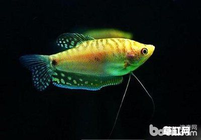 龍魚品種 小型（小型龍魚品種介紹）