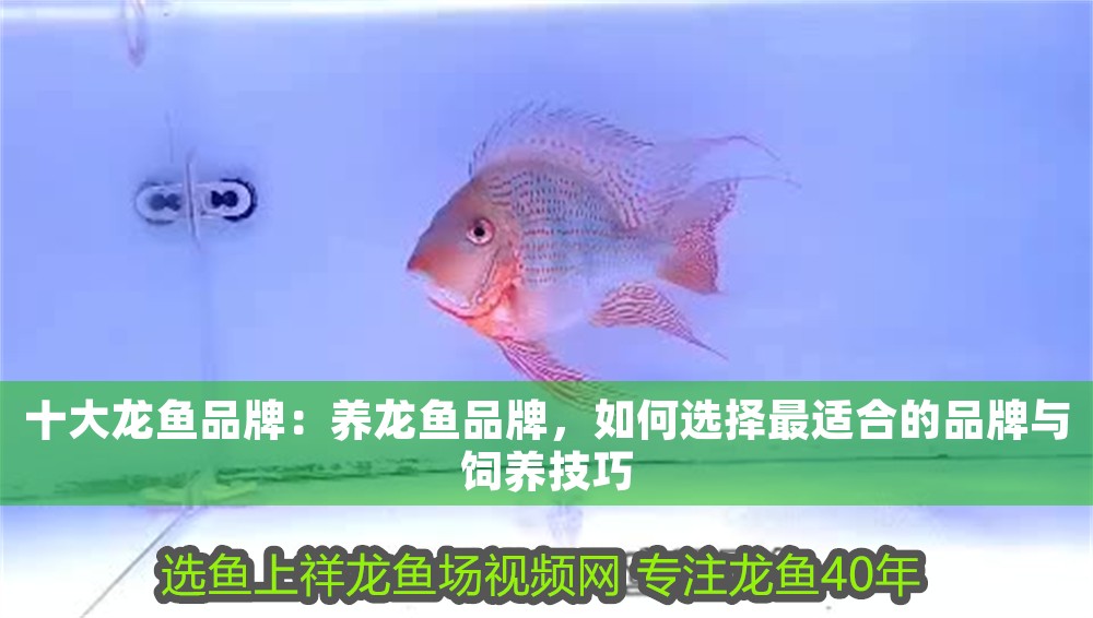 十大龍魚品牌：養龍魚品牌，如何選擇最適合的品牌與飼養技巧