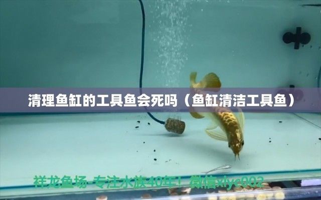 給龍魚清理魚缸的魚會死嗎（如何正確選擇清潔魚，避免魚缸清潔劑危害方法，龍魚缸清潔頻率建議）