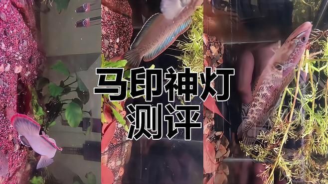 馬印魚(yú)缸燈