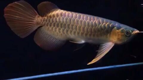 什么叫龍魚大湖魚小的：龍魚是一種古老的淡水魚