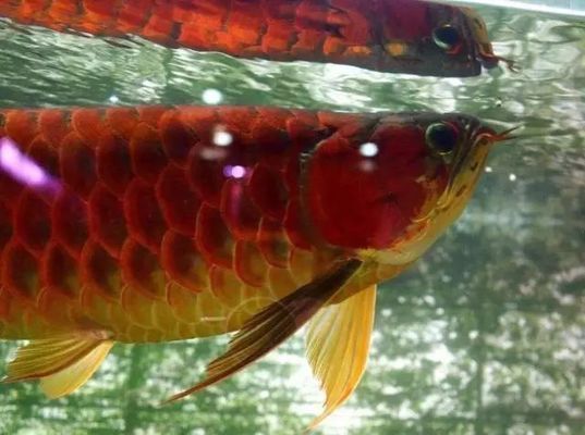 龍魚吃的小魚在哪買的:龍魚可以吃小魚作為食物嗎 龍魚百科 第3張 龍魚吃的小魚在哪買的:龍魚可以吃小魚作為食物嗎 龍魚吃的小魚在哪買的:龍魚可以吃小魚作為食物嗎 龍魚百科 第3張