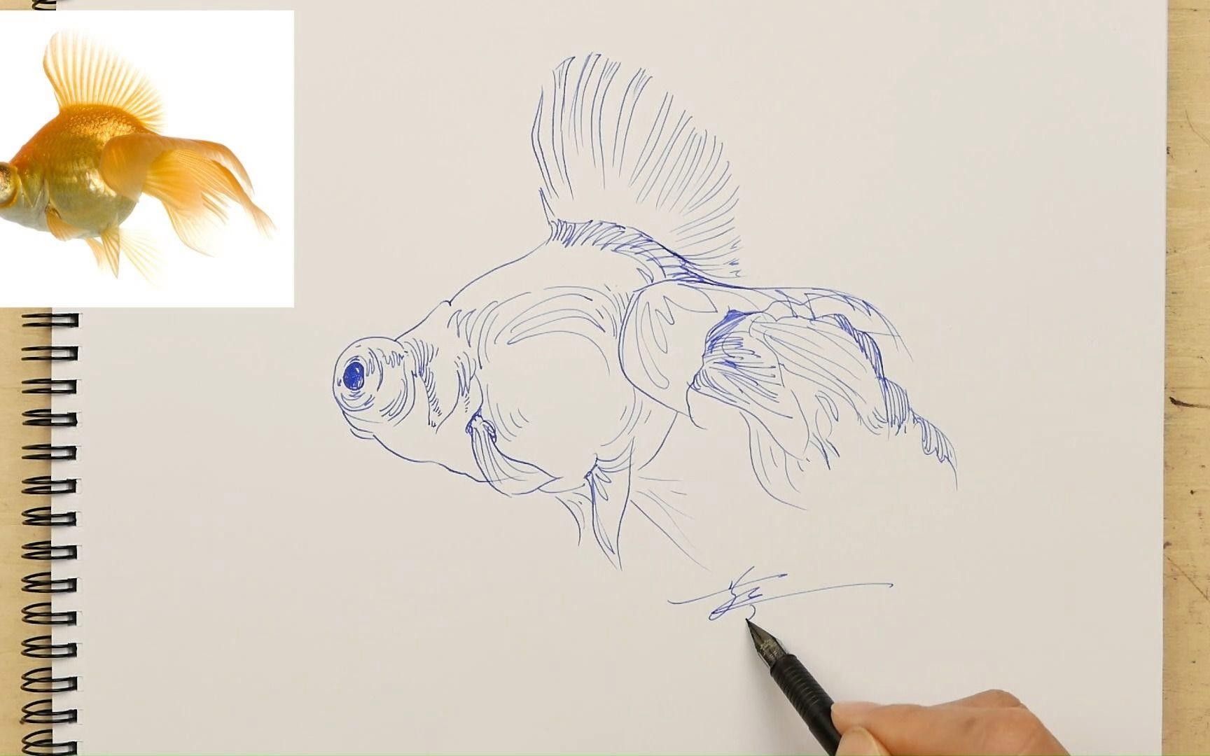 龍睛金魚的市場(chǎng)價(jià)格是多少 龍睛金魚的市場(chǎng)價(jià)格是多少 龍魚百科 第3張
