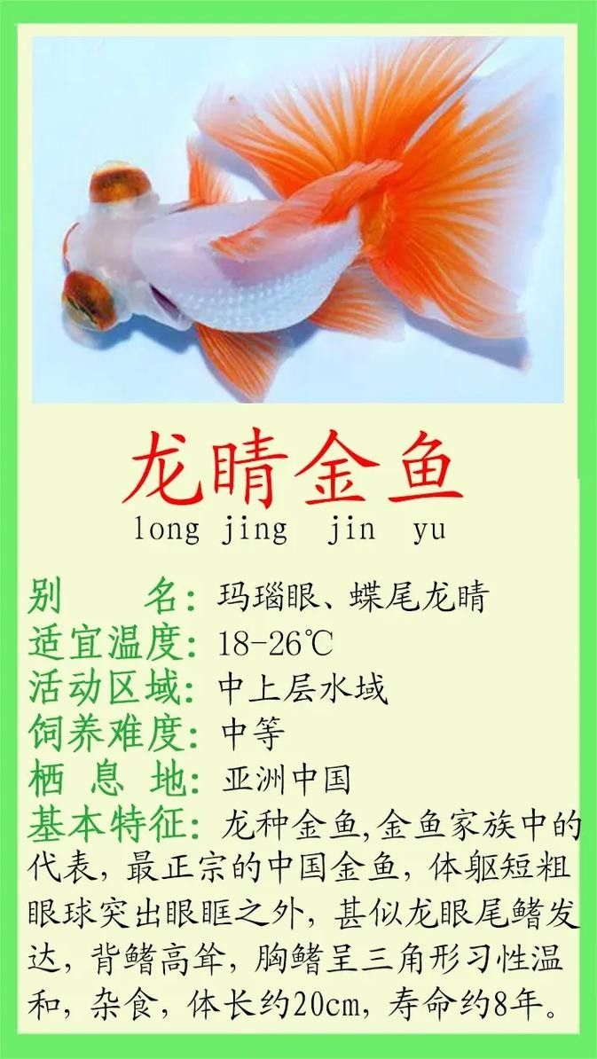 龍睛金魚的市場(chǎng)價(jià)格是多少 龍睛金魚的市場(chǎng)價(jià)格是多少 龍魚百科 第7張