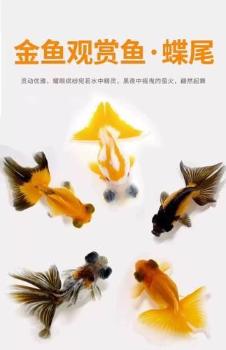 龍睛金魚的市場(chǎng)價(jià)格是多少 龍睛金魚的市場(chǎng)價(jià)格是多少 龍魚百科 第9張