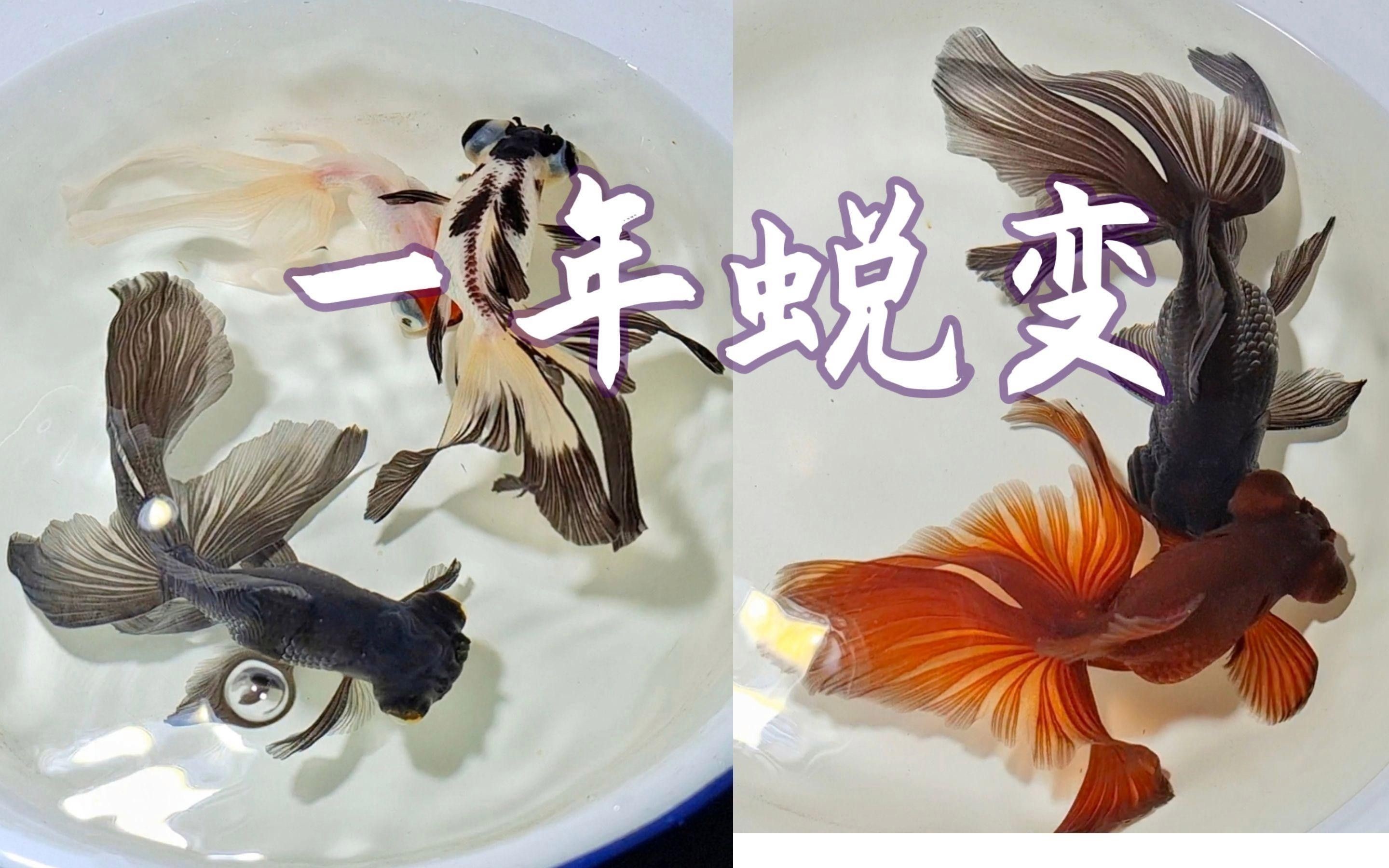 龍睛金魚的市場(chǎng)價(jià)格是多少 龍睛金魚的市場(chǎng)價(jià)格是多少 龍魚百科 第4張