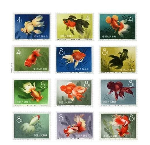 龍睛金魚的市場(chǎng)價(jià)格是多少 龍睛金魚的市場(chǎng)價(jià)格是多少 龍魚百科 第11張