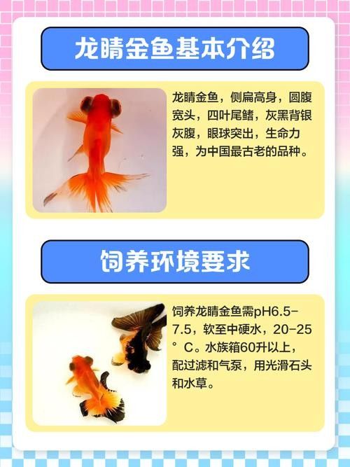 龍睛金魚的市場(chǎng)價(jià)格是多少 龍睛金魚的市場(chǎng)價(jià)格是多少 龍魚百科 第12張