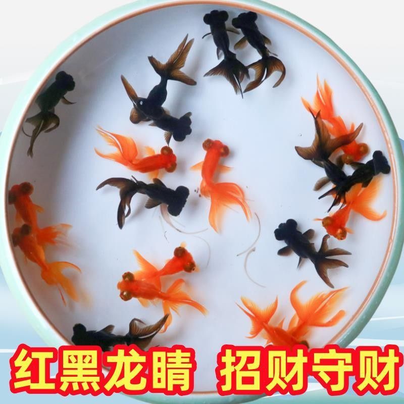 龍睛金魚的市場(chǎng)價(jià)格是多少 龍睛金魚的市場(chǎng)價(jià)格是多少 龍魚百科 第16張