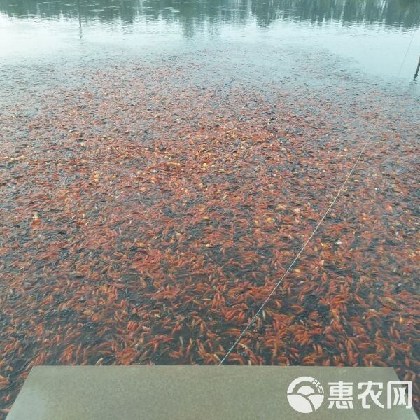 龍睛金魚的市場(chǎng)價(jià)格是多少 龍睛金魚的市場(chǎng)價(jià)格是多少 龍魚百科 第13張
